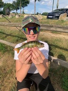 European Perch