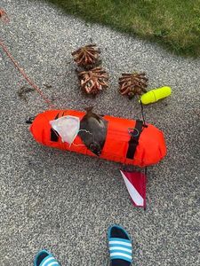 Common Spider Crab