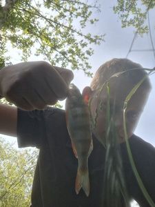 European Perch