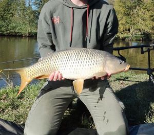 Common Carp