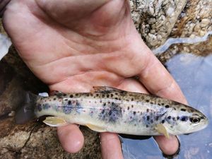 Brown Trout