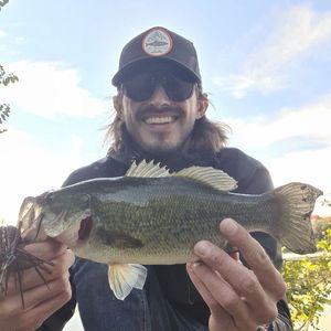 Largemouth Bass