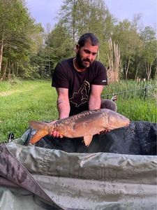Mirror Carp