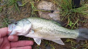 Largemouth Bass