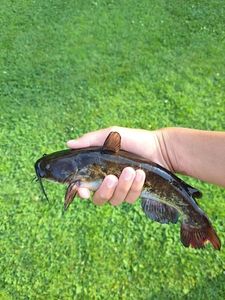 Black Bullhead