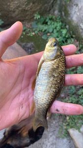 Crucian Carp