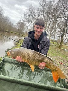 Common Carp