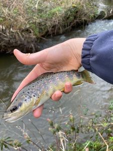 Brown Trout