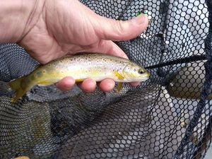 Brown Trout