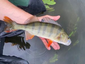 European Perch