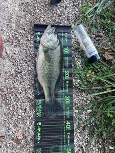 Largemouth Bass