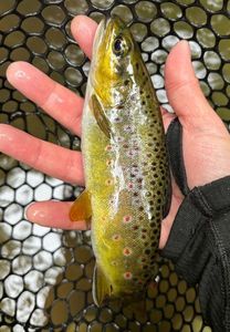 Brown Trout