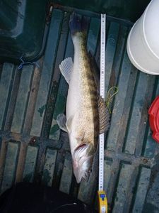 Zander