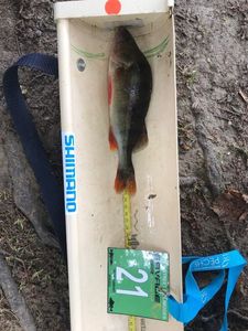 European Perch