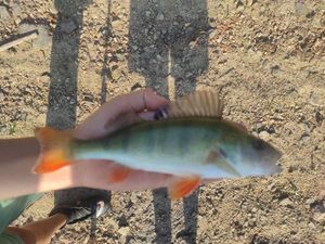 European Perch