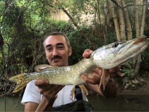 Northern Pike