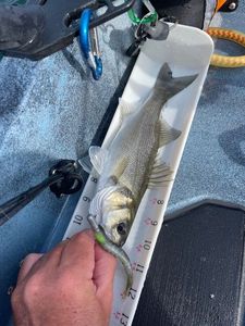 European Bass (Seabass)