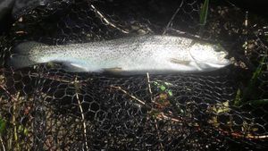 Rainbow Trout