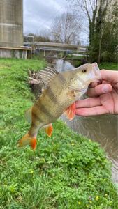 European Perch