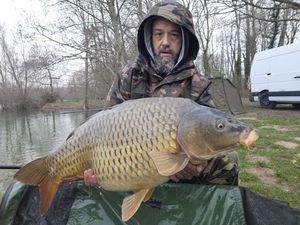 Common Carp
