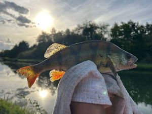 European Perch