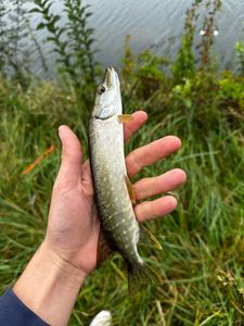 Northern Pike