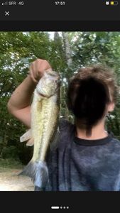 Largemouth Bass