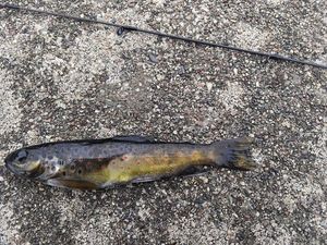 Brown Trout