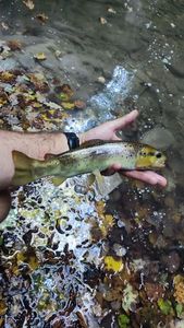 Brown Trout
