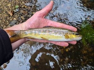 Brown Trout