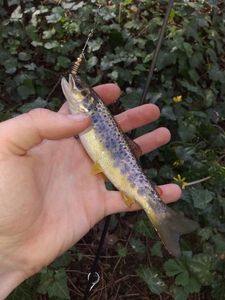 Brown Trout