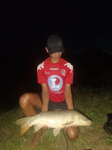 Mirror Carp