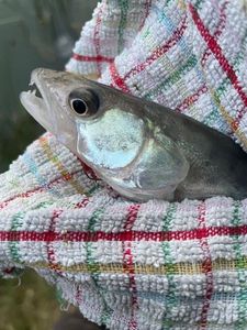 Zander
