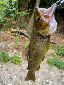 Brown Trout