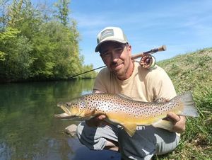 Brown Trout