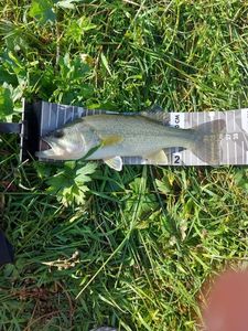 Largemouth Bass