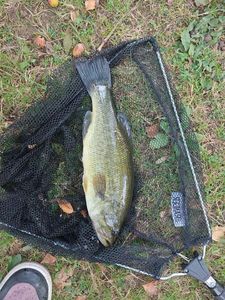 Largemouth Bass