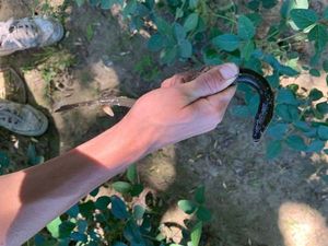 European Eel (Common Eel)