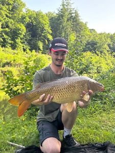 Common Carp