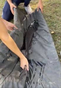Sturgeon