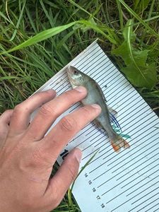 European Perch