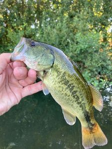 Largemouth Bass