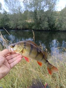 European Perch