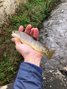 Brown Trout