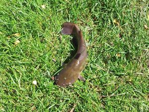 Black Bullhead