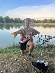 Common Carp