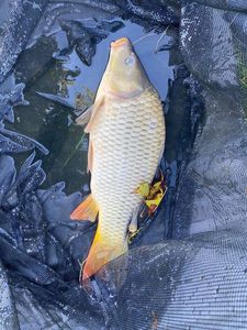 Crucian Carp