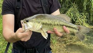 Largemouth Bass