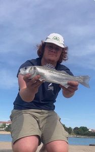 European Bass (Seabass)