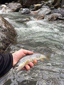 Brown Trout